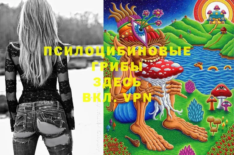 Псилоцибиновые грибы Psilocybe  наркотики  Унеча 